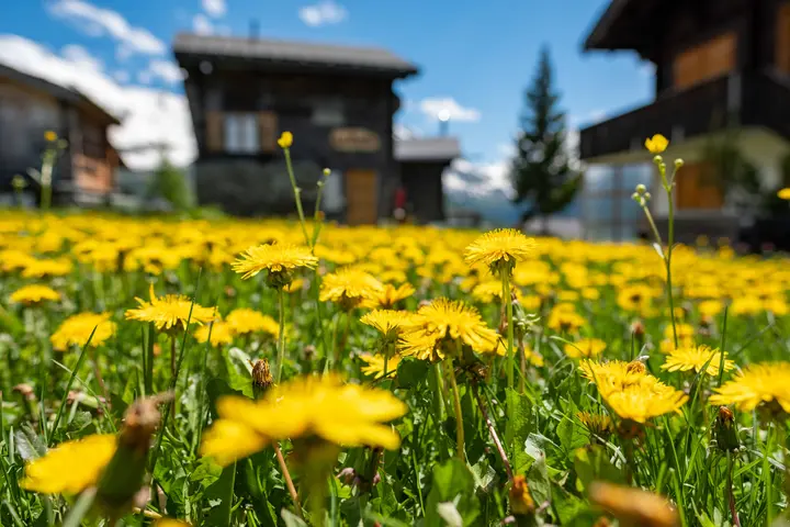 Wanderer mit Matterhorn im Hintergrund