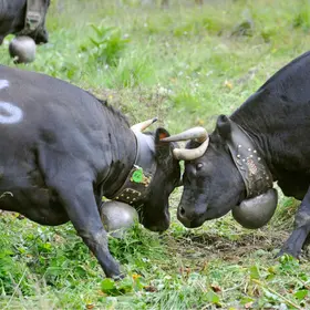 Ehringerkühe auf Wiese am kämpfen