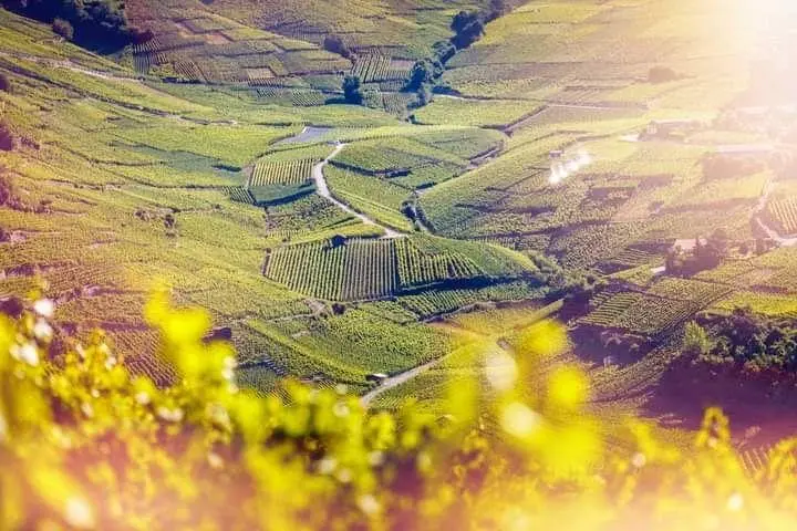 Weingut im Wallis