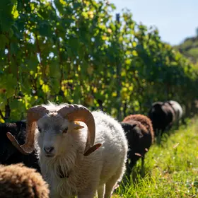 vin, vigneron, degustation du vin, vin du valais