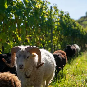 Weinberg, Erlebnis Wein, Weindegustation, Walliser Weine