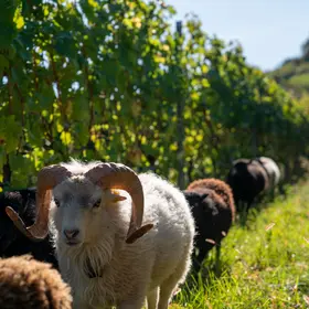 Valais Wine, Wine Degustation, Experience wine valais